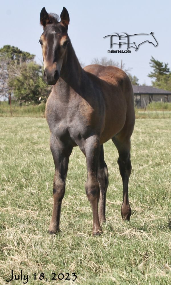 Graves Blue Spark's 2023 Blue Roan Filly